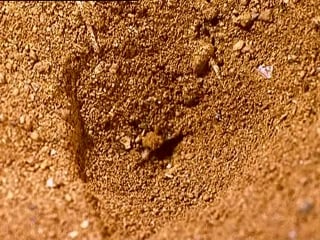 Страсти по насекомым 1 11 серия "шестиногие воины" / insectia 1 six legged soldiers