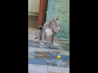 Видео от amstaff club