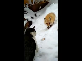 A fox slowing testing a cat and how far it can go to take its food