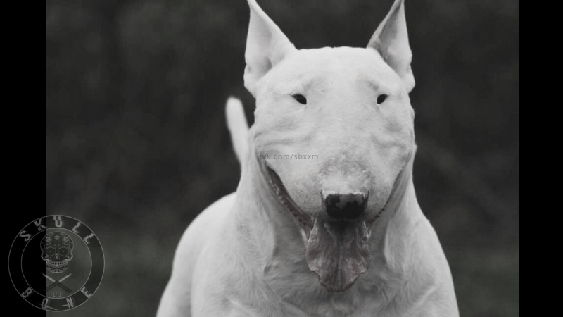 Skull bone bullterrier v 2 (18+)