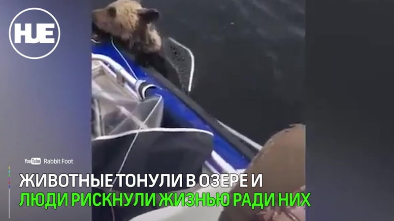 В карелии рыбаки спасли двух тонущих медвежат