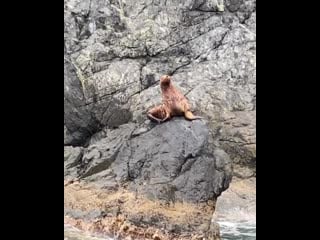 Vl darisha 2 cfczxzsblfl mp4