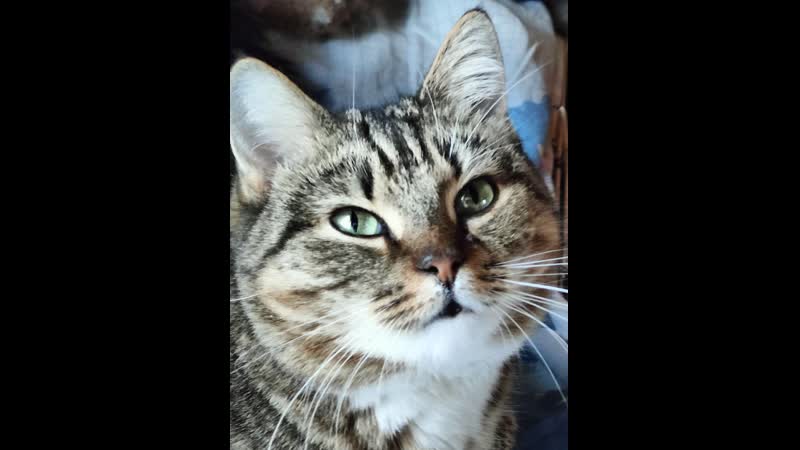 Мама пиратов ищет свой дом спб и ло тосно