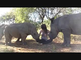 Cute baby rhinos get snuggled mp4