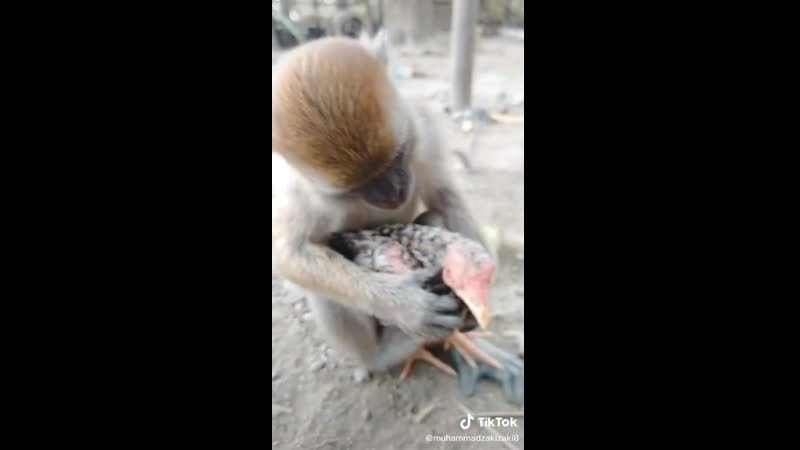 Молодые порно макака мавпа мартышка