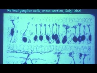 Sensory systems lec 2 basic layout of the visual system and the retina 360р