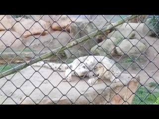 Billabong porn, port macquarie, nsw, australia snow leopards 3