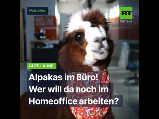 Alpakas im büro wer will da noch im homeoffice arbeiten?