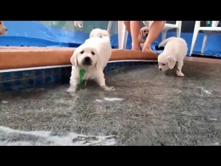 Eight english cream golden retriever puppies first swim jump