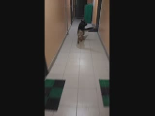 Video 20190123 203501 mp4