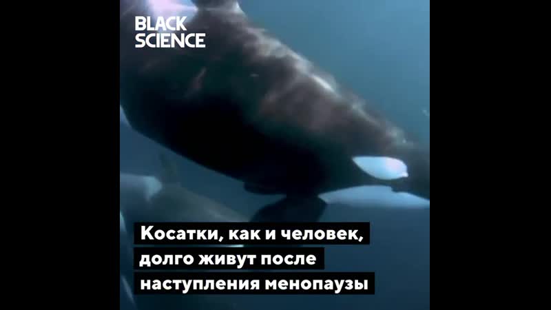 Гипотеза бабушек