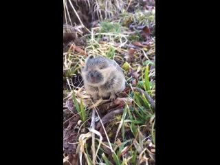 Adorable baby pika