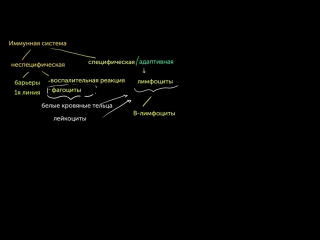 Типы иммунных ответов врожденный и адаптивный сравнение гуморального и клеточного иммунитета
