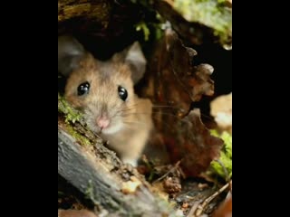 Ossi saarinen on instagram bilbo the mouse has f 0(mp4) mp4