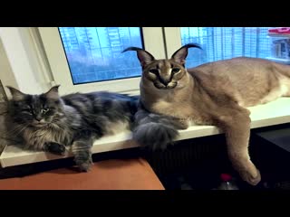 Жумайсынба