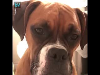 Песики в ванной