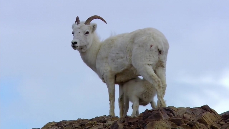 Национальные парки америки 4 я серия (арктические врата) hd 720p