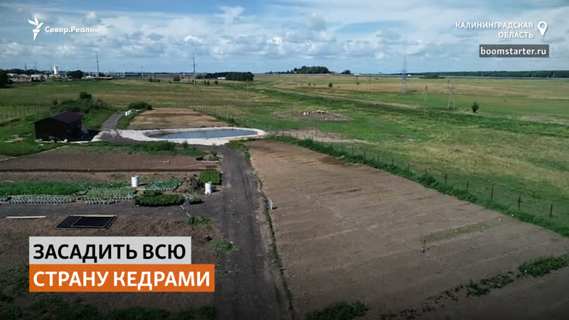 Уроженец сахалина создал первый в калининградской области кедровый питомник | север реалии