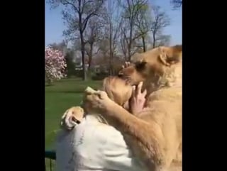 Львицы соскучились по своей спасительнице