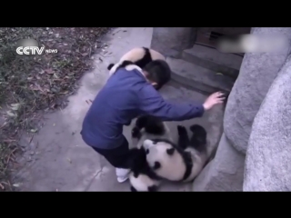 Cute alert! four baby pandas playing with zookeeper