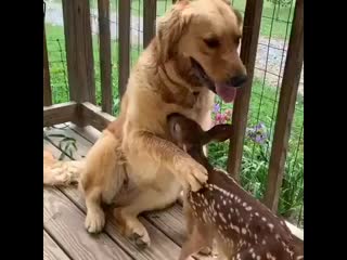 This golden retriever named luna is so gentle with this fawn mp4