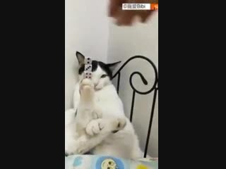 Stacking dice on a cat's foot