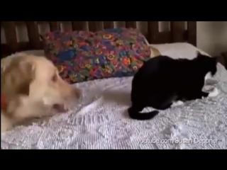 Dogs annoying cats with their friendship huffington post