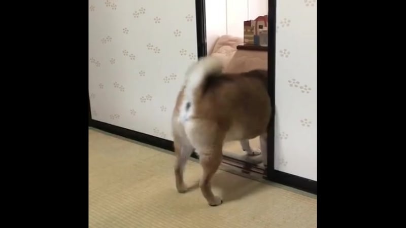 Ану быстро покорми меня!!!!!!