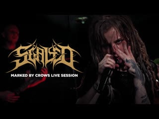 Sealed marked by crows (live session)