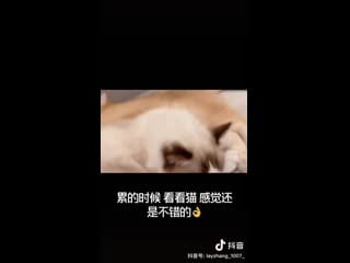 [video] 201027 lay douyin (tiktok) app update