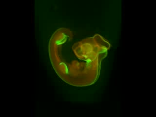 Msx1 expression in gallus gallus hh22 by optical projection tomography