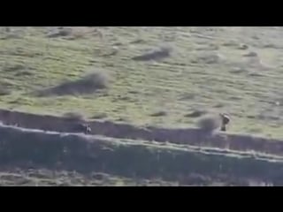 Кабан vs охотники 80 lvl