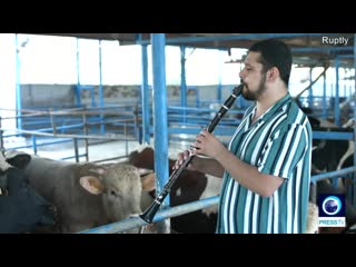 Turkish clarinetist plays 'bella ciao' and other tunes to charm cow audience with beautiful 'moosic' during the lockdown