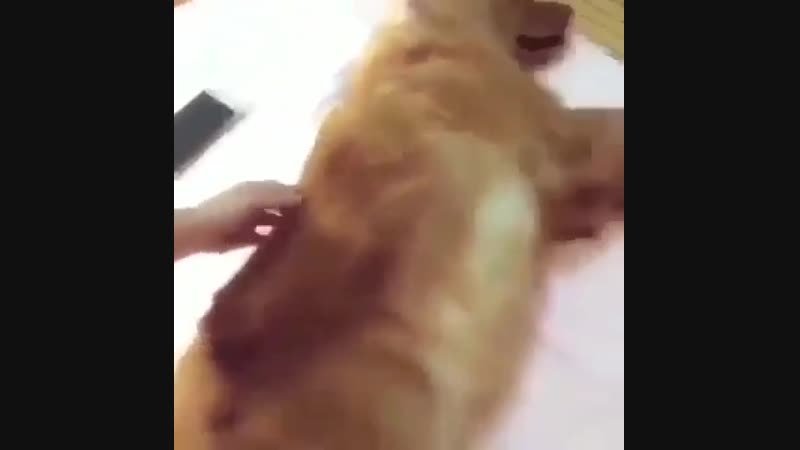 Завелась ямаха