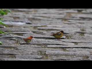 Chestnut bunting vs yellow breasted bunting 銹鵐與金鵐