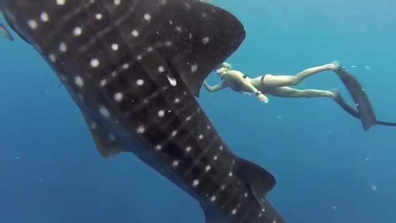 Завораживающий танец гигантской китовой акулы и девушки