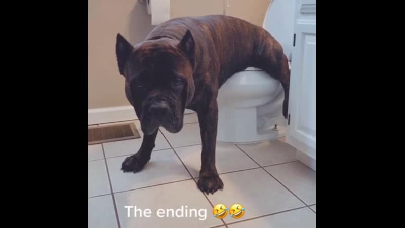 Контрольный гудок