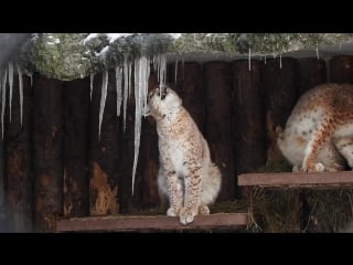 Рыси и сосулька