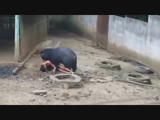 Мишки ми ми мишки