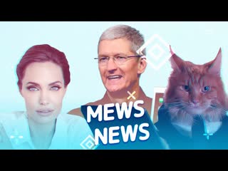 Mews news кот путешественник, анджелина джоли и новый ipad