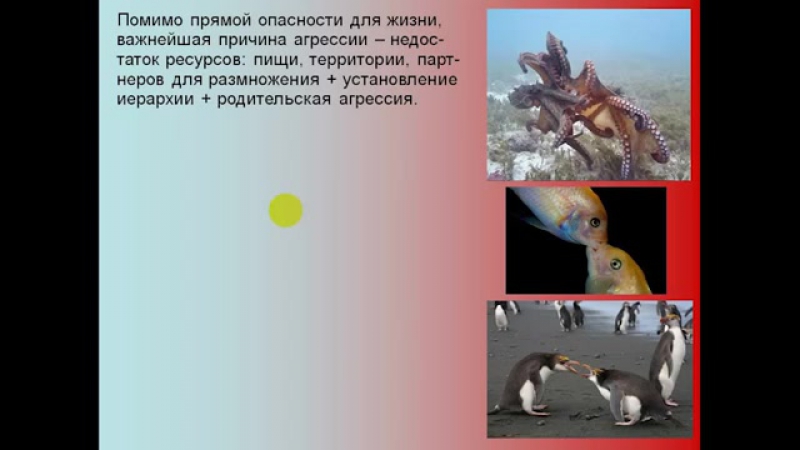 Дубынин вячеслав мозг и агрессия (борьба за существование и ресурсы)