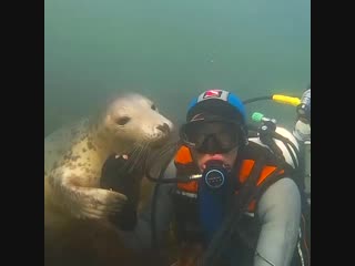 Seals are doggos of the sea