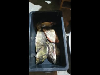 Реальные рыбаки🤣🤣🤣 #видосыfishermannizhnevartovsk#рыбалка