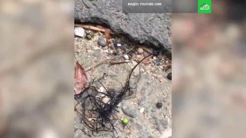 «неизвестное существо» перепугало жителей тайваня