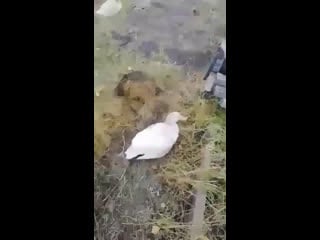 Гуси пьяные в шаболы