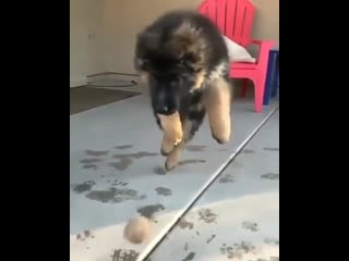 Hey doggo, fetch the ball!