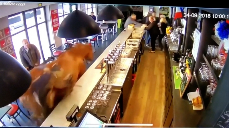 Скаковая лошадь забежала в бар