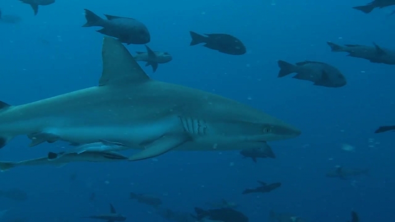 Пение китов и охота котиков