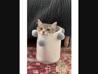 Smeshnoe video bttkymxgc0p mp4