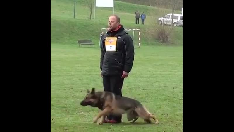 Dоg and оwnеr havе inсrеdiblе rоutinе